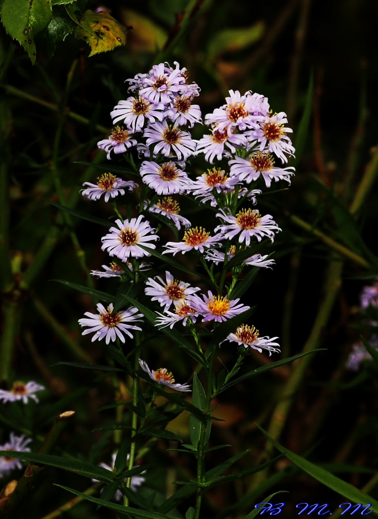 -img_1819.jpg