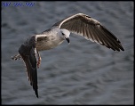-img_2008.jpg
