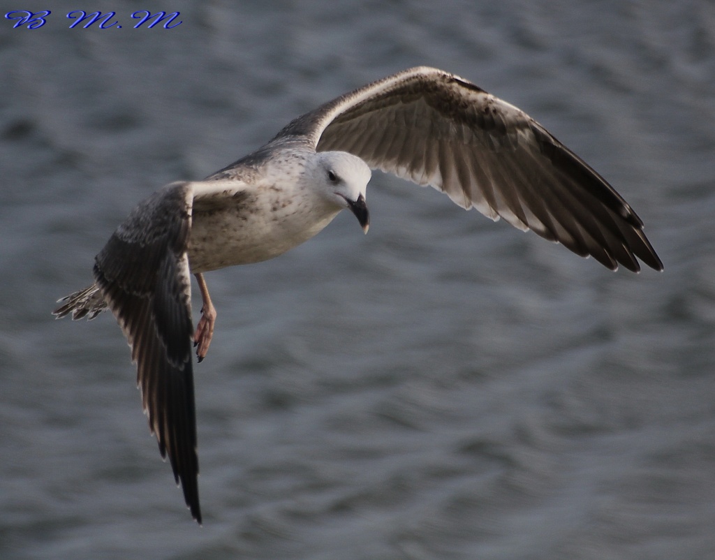 -img_2008.jpg