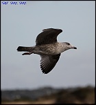 -img_2010.jpg