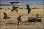 Sondage Firmware Russe-chasse-les-oiseaux-aplati-2.jpg