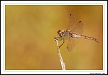 Proxy et Macro