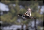 Que pensez-vous du 70-300 USM IS ?-dmly9563.jpg