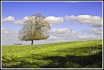 Objectif Canon 18-55 mm - avis ?-arbre1mini.jpg