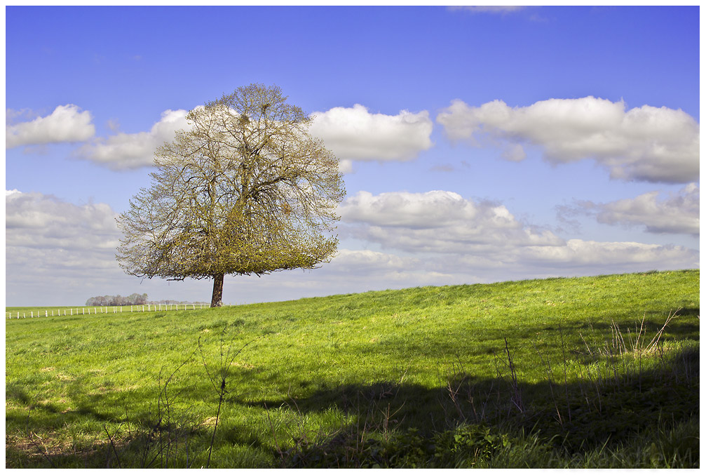 Objectif Canon 18-55 mm - avis ?-arbre1mini.jpg