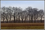 Objectif Canon 18-55 mm - avis ?-arbres1web.jpg