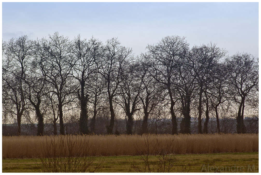 Objectif Canon 18-55 mm - avis ?-arbres1web.jpg