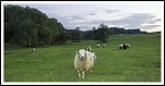 Objectif Canon 18-55 mm - avis ?-mouton1mini.jpg