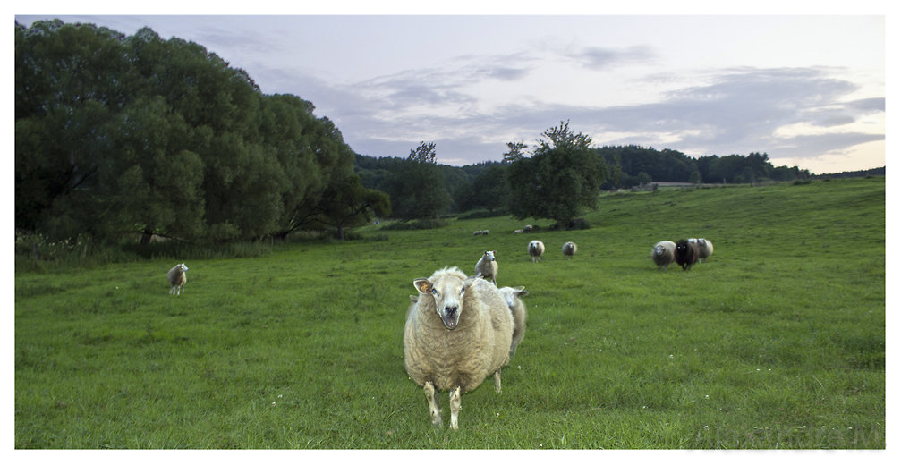 Objectif Canon 18-55 mm - avis ?-mouton1mini.jpg