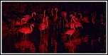 Objectif Canon 18-55 mm - avis ?-flamant2web.jpg