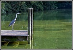 Objectif Canon 18-55 mm - avis ?-heron1web.jpg
