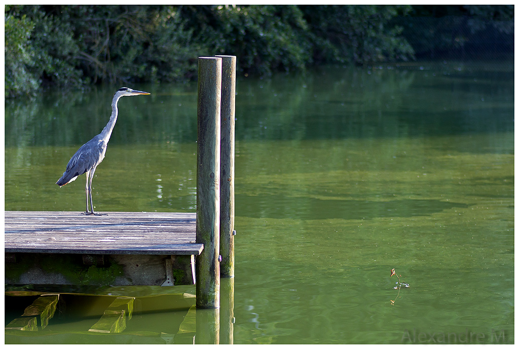 Objectif Canon 18-55 mm - avis ?-heron1web.jpg