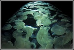 Objectif Canon 18-55 mm - avis ?-meduses1mini.jpg