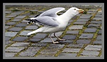Conseils pour photographier la pleine lune ce soir-img_6530.jpg