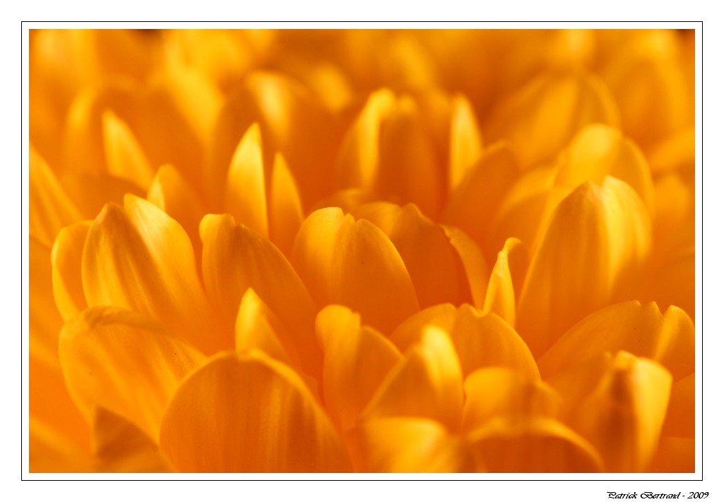 CAPTURE ONE PRO-3625.jpg