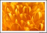 CAPTURE ONE PRO-3625.jpg