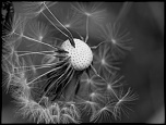 -convertp40390752011.jpg