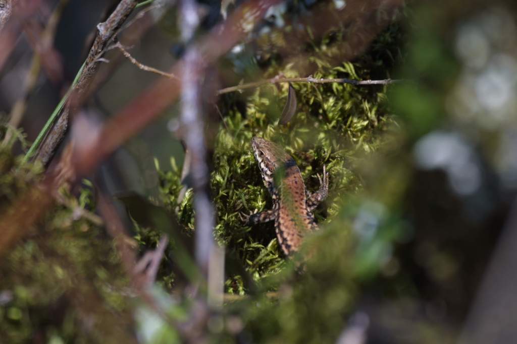 IMG 8413