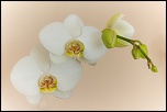 -img_6776-2gimpweb.jpg