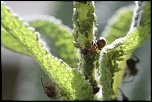 Firmware Russe-img_1606.jpg