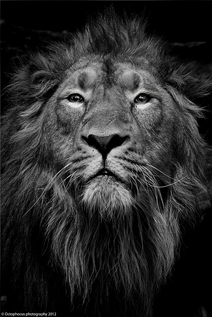 -lion3.jpg