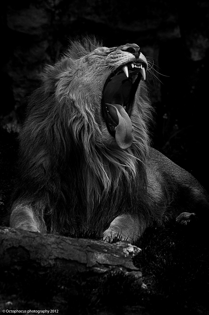 -lion.jpg