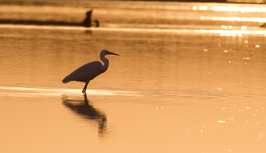 Tests d&#39;objectifs-spatule-dans-le-coucher-du-soleil2.jpg