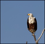 Tests d&#39;objectifs-aigle-pecheur.jpg