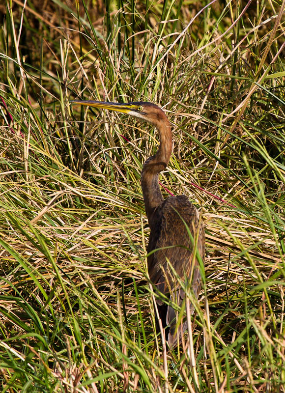 Tests d&#39;objectifs-heron-pourpre.jpg