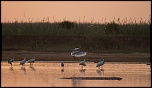 Tests d&#39;objectifs-spatule-dans-le-coucher-du-soleil.jpg