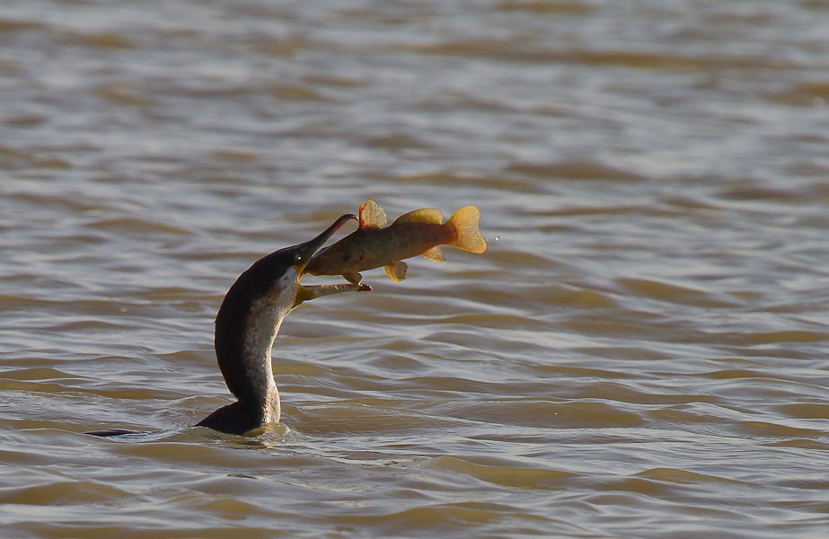 Tests d&#39;objectifs-cormoran-bonne-peche.jpg