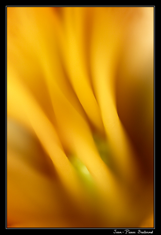 au coeur d'une fleur