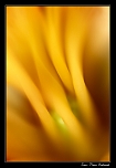 au coeur d'une fleur