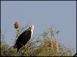 Tests d&#39;objectifs-aigle-pecheur-bis.jpg
