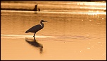 Tests d&#39;objectifs-spatule-dans-le-coucher-du-soleil3.jpg