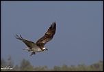 Tests d&#39;objectifs-balbuzard-2.jpg