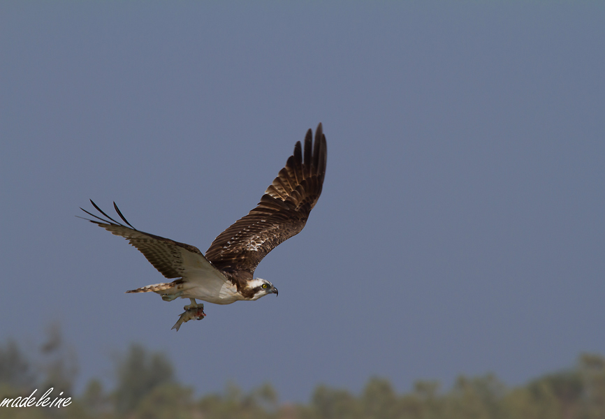 Tests d&#39;objectifs-balbuzard-2.jpg