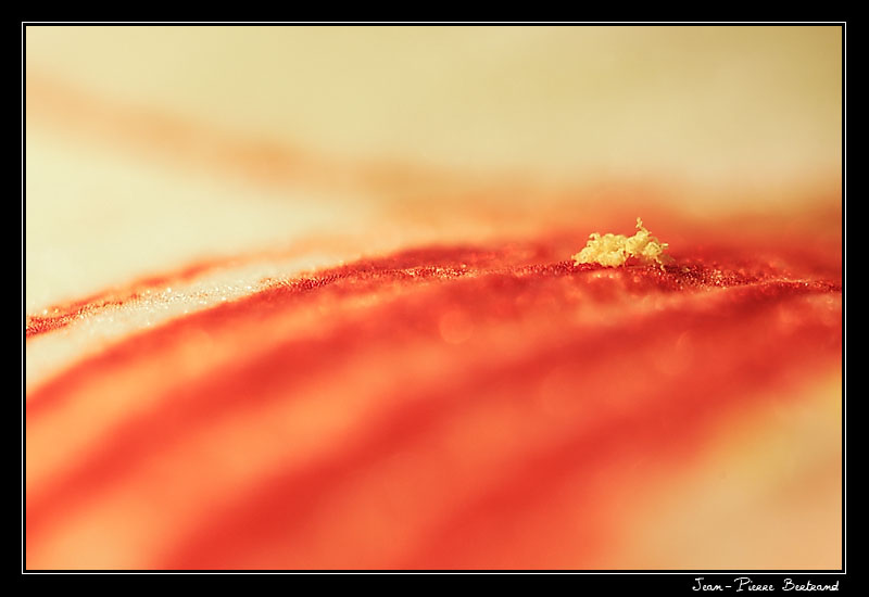 vers le pollen