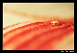 vers le pollen