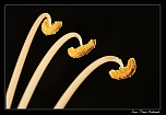 triple croche