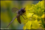 Explication sur mes collimateurs-img_2194.jpg