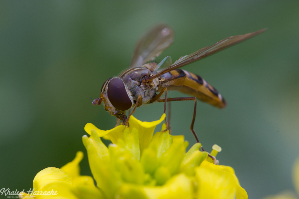 Explication sur mes collimateurs-img_2184.jpg