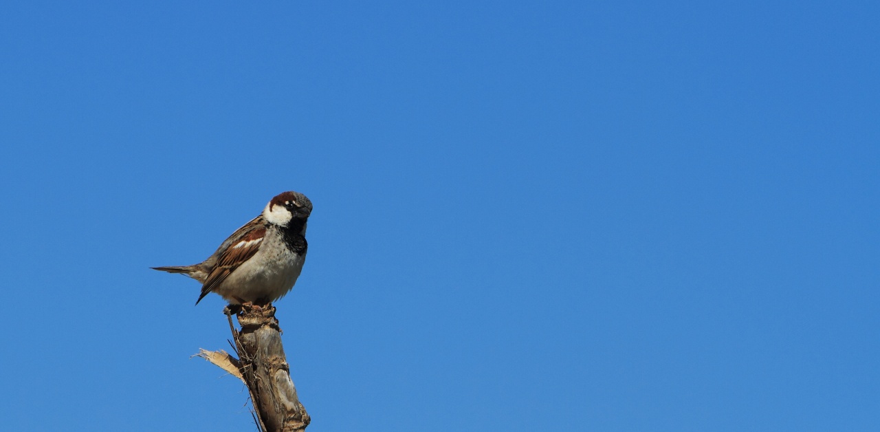 moineau1