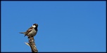 moineau1