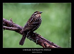 Metz 44 AF - 4C et 300 D-img_4832-211-naturelimages.com-2.jpg