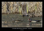 Metz 44 AF - 4C et 300 D-_mg_3909-naturelimages.com.jpg