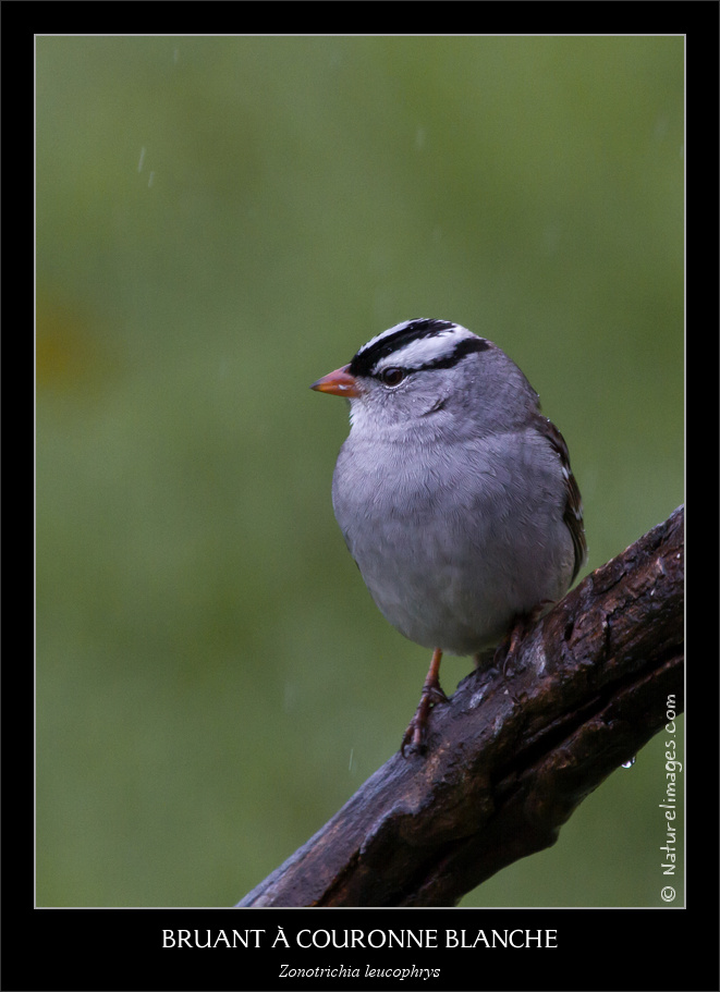 Metz 44 AF - 4C et 300 D-img_4785-naturelimages.com.jpg