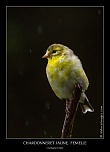 Metz 44 AF - 4C et 300 D-img_4798-naturelimages.com.jpg