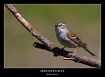 Metz 44 AF - 4C et 300 D-img_5168-naturelimages.com-2.jpg