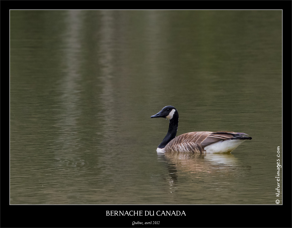 Metz 44 AF - 4C et 300 D-_mg_3734-181-naturelimages.com.jpg